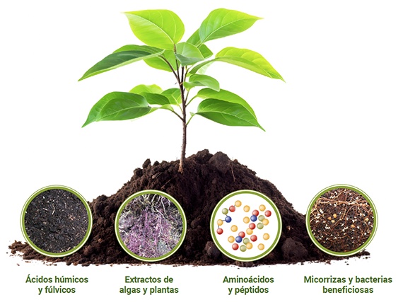 Bioestimulantes en pos de un cultivo ms sostenible